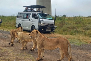 Fra Nairobi til Masai Mara: 3 dage og 2 nætter i Masai Mara