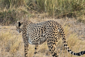 Fra Nairobi til Masai Mara: 3 dage og 2 nætter i Masai Mara