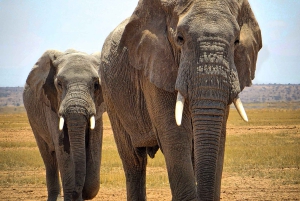 Fra Nairobi til Masai Mara: 3 dage og 2 nætter i Masai Mara