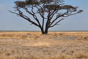Fra Nairobi til Masai Mara: 3 dage og 2 nætter i Masai Mara