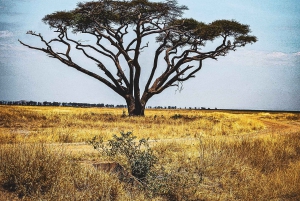 Fra Nairobi til Masai Mara: 3 dage og 2 nætter i Masai Mara