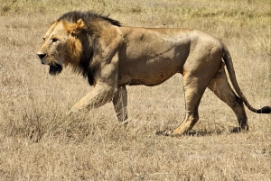 Fra Nairobi til Masai Mara: 3 dage og 2 nætter i Masai Mara