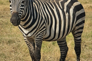 Fra Nairobi til Masai Mara: 3 dage og 2 nætter i Masai Mara