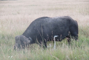 Fra Nairobi til Masai Mara: 3 dage og 2 nætter i Masai Mara
