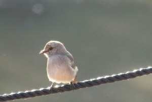 Fra Nairobi til Masai Mara: 3 dage og 2 nætter i Masai Mara