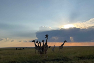 Fra Nairobi til Masai Mara: 3 dage og 2 nætter i Masai Mara