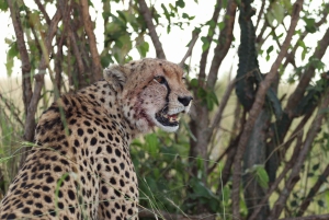 Fra Nairobi til Masai Mara: 3 dage og 2 nætter i Masai Mara