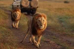 Fra Nairobi til Masai Mara: 3 dage og 2 nætter i Masai Mara