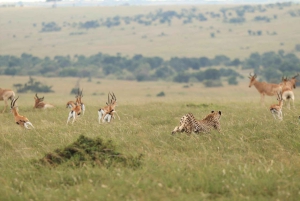 Fra Nairobi til Masai Mara: 3 dage og 2 nætter i Masai Mara