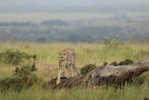 Fra Nairobi til Masai Mara: 3 dage og 2 nætter i Masai Mara