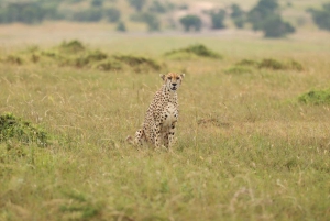 Fra Nairobi til Masai Mara: 3 dage og 2 nætter i Masai Mara