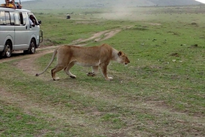 Z Nairobi do Masai Mara: 3 dni i 2 noce z dołączeniem do safari