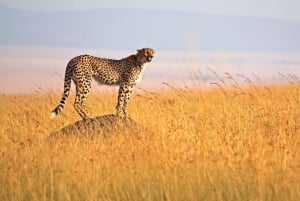 Van Nairobi naar Masai Mara: 3 dagen Masai Mara Budget safari