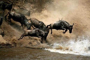 From Nairobi :3 days 2 nights Masai Mara Group 4WD Safari