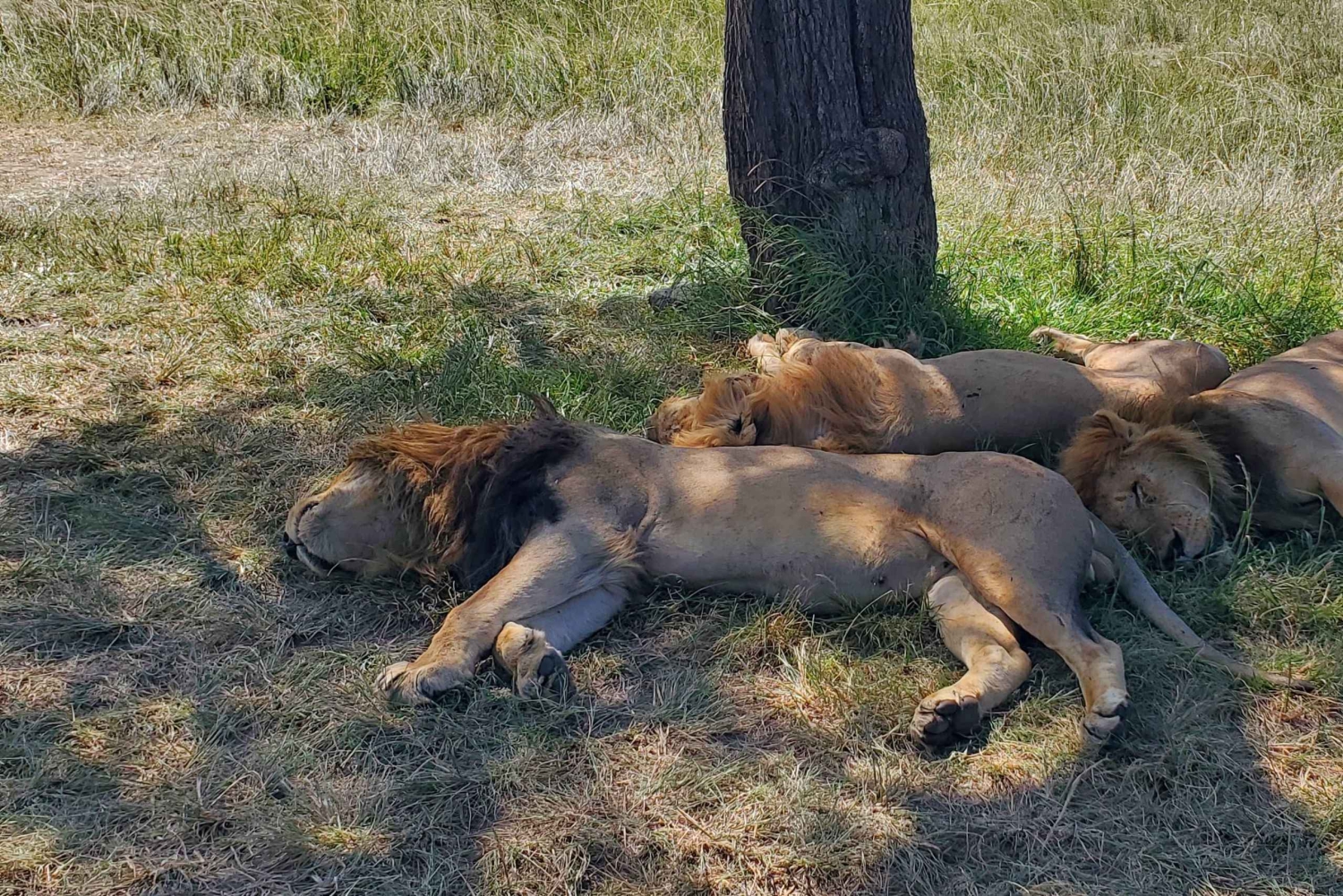Vanuit Nairobi: 3 dagen 2 nachten Maasai Mara Safari Groepsreis
