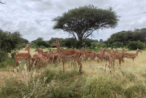 From Watamu: 2-Day Safari in Tsavo East National Park
