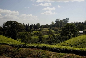 Tour di un giorno intero della fattoria del tè di Kiambethu