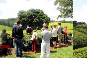 Tour di un giorno intero della fattoria del tè di Kiambethu