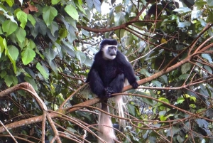 Tour di un giorno intero della fattoria del tè di Kiambethu