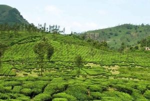 Tour di un giorno intero della fattoria del tè di Kiambethu