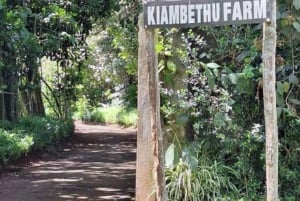 Full Day Kiambethu Tea Farm Tour