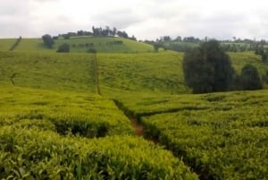 Full Day Kiambethu Tea Farm Tour
