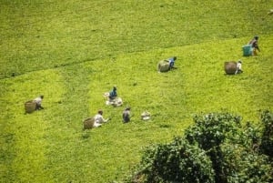 Full Day Kiambethu Tea Farm Tour