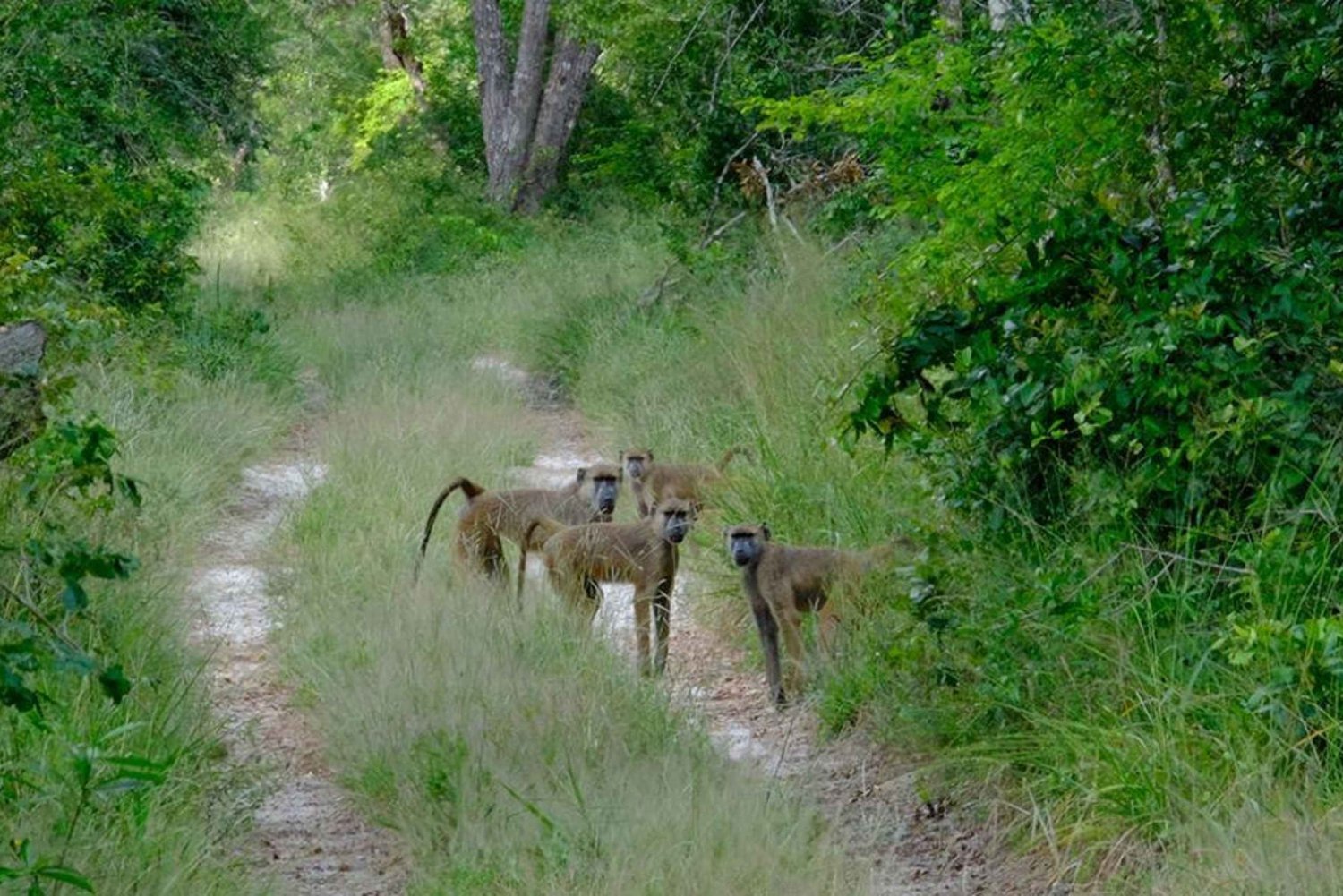 Tour de 1 día al Parque Nacional Arabuko Sokoke desde Malindi