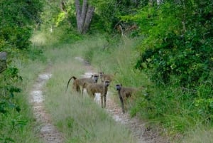 Tour de 1 día al Parque Nacional Arabuko Sokoke desde Malindi
