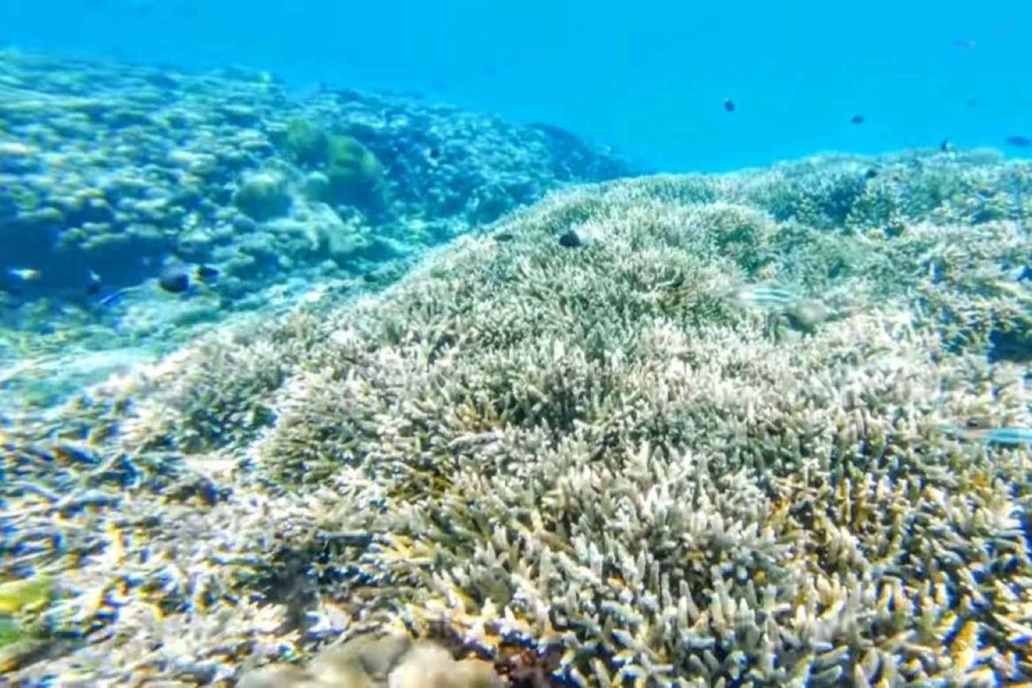 Excursion d'une journée complète à l'île de Wasini avec plongée et déjeuner
