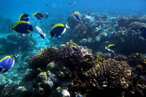 Excursion d'une journée complète à l'île de Wasini avec plongée et déjeuner
