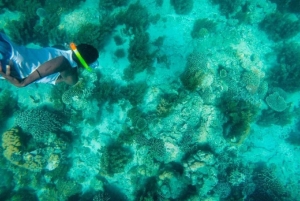Excursion d'une journée complète à l'île de Wasini avec plongée et déjeuner