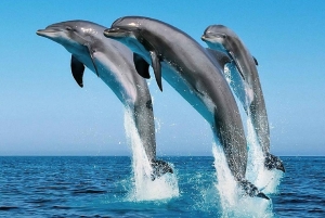 Excursion d'une journée complète à l'île de Wasini avec plongée et déjeuner