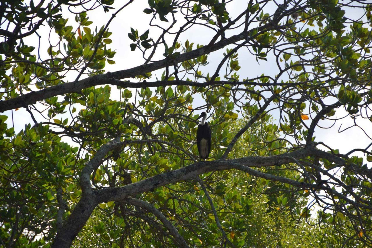 Funzi-saari: Koko päivän Funzi-retki veneellä ja meren antimista koostuvalla lounaalla