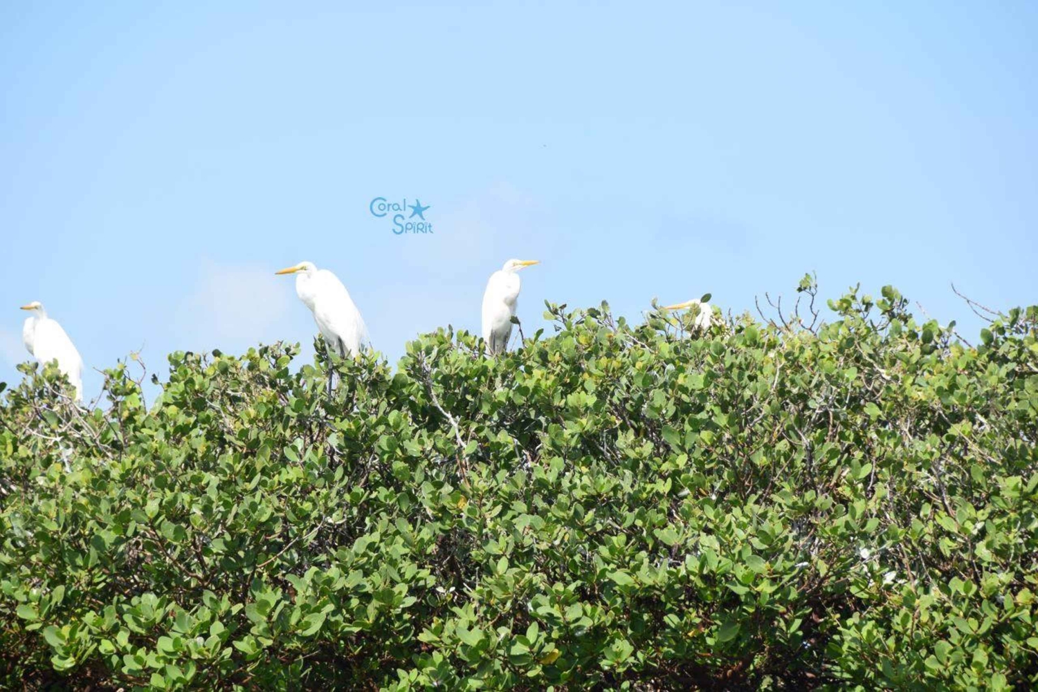 Funzi-saari: Koko päivän Funzi-retki veneellä ja meren antimista koostuvalla lounaalla