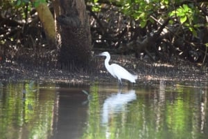 Funzi-saari: Koko päivän Funzi-retki veneellä ja meren antimista koostuvalla lounaalla