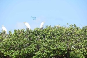 Funzi-saari: Koko päivän Funzi-retki veneellä ja meren antimista koostuvalla lounaalla