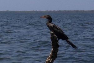 Funzi-saari: Koko päivän Funzi-retki veneellä ja meren antimista koostuvalla lounaalla