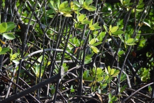 Funzi-saari: Koko päivän Funzi-retki veneellä ja meren antimista koostuvalla lounaalla