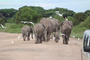 Game drive in Amboseli