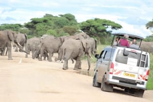 Game drive in Amboseli