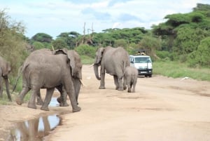 Game drive in Amboseli