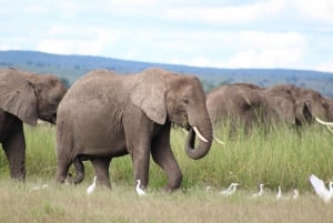 Game drive in Amboseli