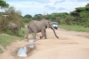 Game drive in Amboseli