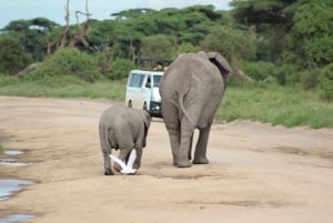 Game drive in Amboseli