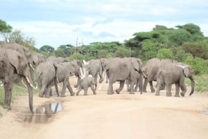 Game drive in Amboseli