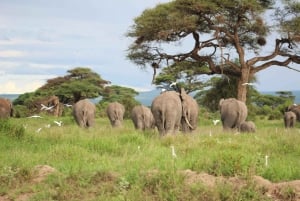 Game drive in Amboseli
