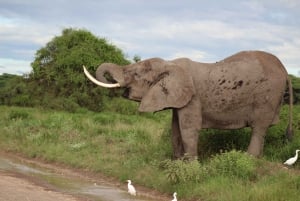 Game drive in Amboseli