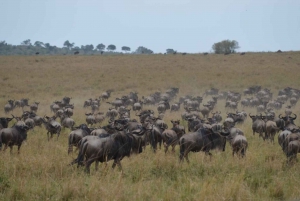 Game Drive Maasai Mara