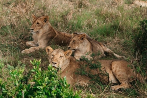 Safari en Maasai Mara